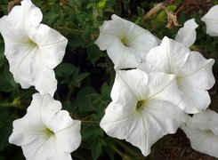 Białe, Kwiatki, Petunia ogrodowa