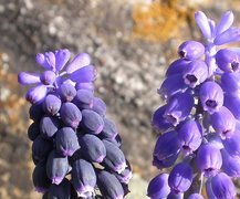 Muscari neglectum, Muscari armeniacum