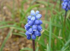 Muscari armeniacum