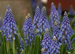 Muscari