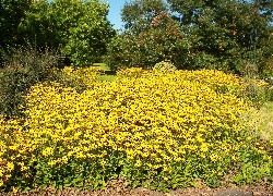 Kwitnące, Rudbekie