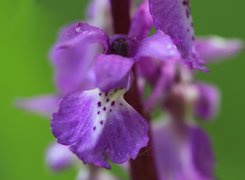 Orchis mascula