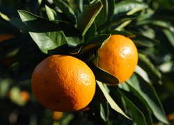 Drzewko pomarańczowe