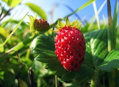 Fragaria