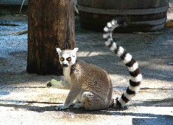 Lemur katta, Kapusta