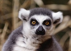 Oczy, Lemura