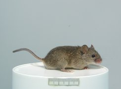 Mysz domowa
