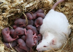 Biała, Mysz, Małe, Myszki