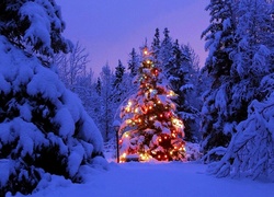 Choinka, Las, Boże Narodzenie, Zima