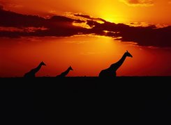 Trzy, Żyrafy, Zachód Słońca