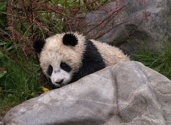 Panda, Kamień