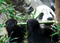 Panda, Jedząca, Bambus