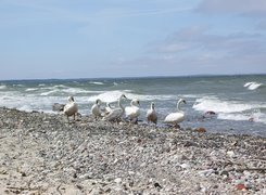 Łabędzie, Plaża, Morze