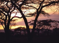 Afryka, Drzewa