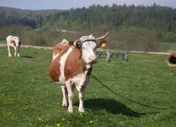 Krowa, Łańcuch, Łąka