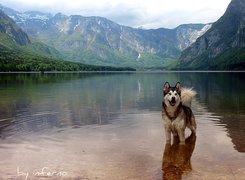 Woda, Góry, Siberian Husky