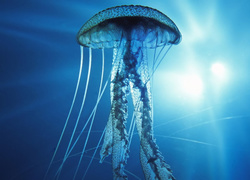 Meduza