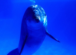 Delfin