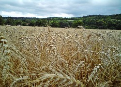 Lato, łąka, Zboże