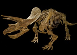 Szkielet, Triceratops