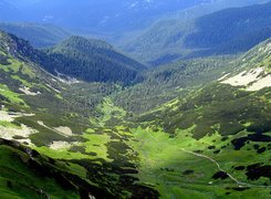 Góry, Sosny