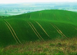 Zielona, Łąka