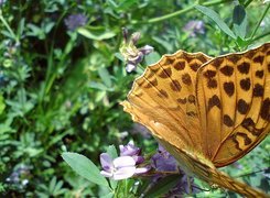 Motyl, Dostojka