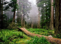 Stany Zjednoczone, Stan Kalifornia, Park Narodowy Redwood, Las, Przewalone Drzewo