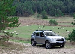 Srebrna, Dacia Duster, Owce, Pastwisko