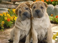 Szczeniaki, Shar Pei