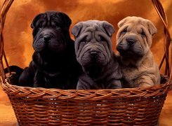 Shar Pei, Trzy, Kolory