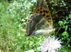 Motyl, Dostojka