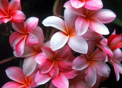 Plumeria, Hawajski, Kwiat