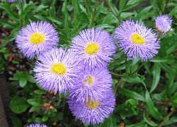 Aster, Ogród