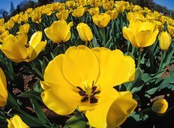 Rozkwitnięte Tulipany