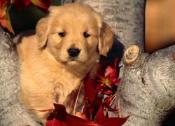 Szczeniak, Golden retriever