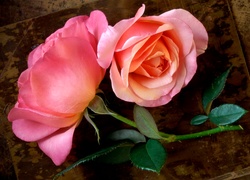 Róża z kolcami