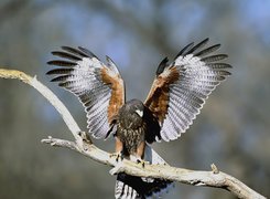 Harris, Hawk, Myszołowy