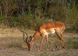 Impala