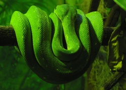 Zielony, Wąż, Gałąź