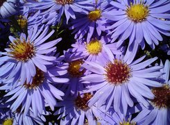 Kwiaty, Ogrodowe , Aster