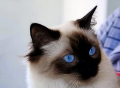 Niebieskie, Oczy, Kot
