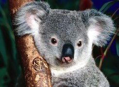 Koala, Nos, Drzewo