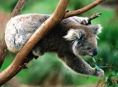 Miś, Koala, Pożywienie, Eukaliptus