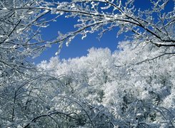 Drzewa, Pokrywa, Śnieżna