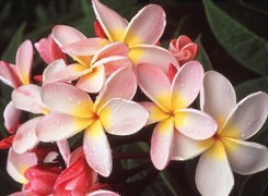 Plumeria, Kwiaty