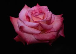 Krople, Rosy, Kwiat, Róży