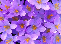Kwiaty, Krokusy
