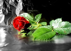 Piękna, Czerwona, Róża, Kontrast