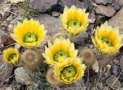 Kaktus, Chilijski, Copiapoa